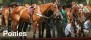 Ponies